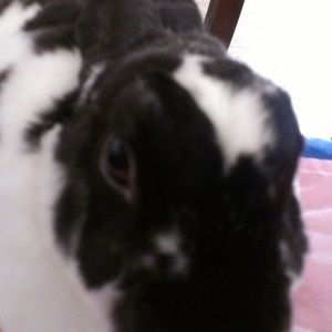 Meet your Posher, Maisie